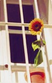 Fenster mit Gittern davor und einer Sonnenblume. Symbolbild RESOHELP